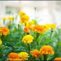 Seasonal Tips for Flower Bed Planting and Care in Providence