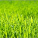 Lawn Fertilization in Rhode Island: Does Your Grass Need Help?