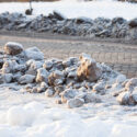 Snow and Ice Management: Landscape and Hardscape Construction
