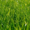 Spring Lawn Care in Rhode Island: Is Your Property Ready?